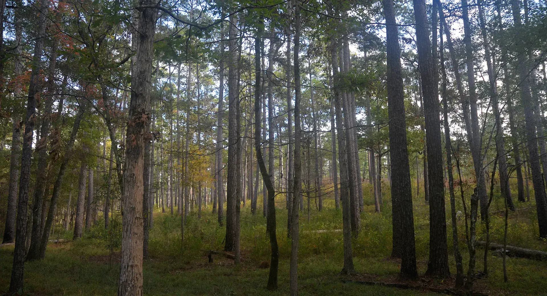 Boykin Springs Recreation Area forest trail in Angelina National Forest, Texas