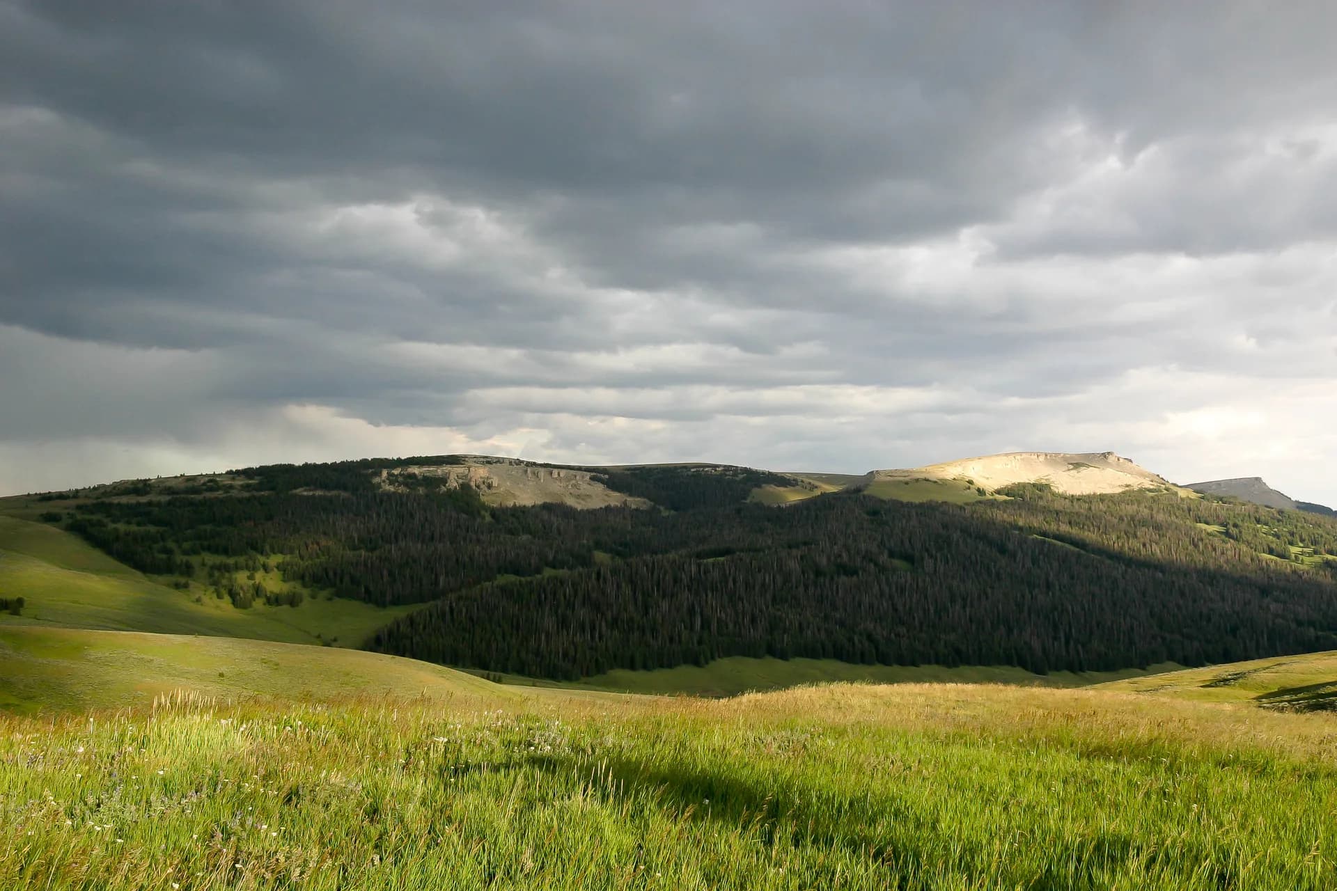 Mountain meadow and conifer forest in Bighorn National Forest, Wyoming