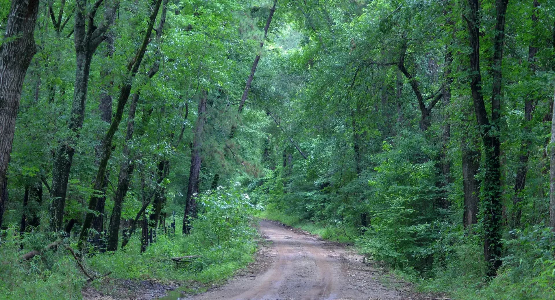 Forest road winding through pines in Davy Crockett National Forest, Texas