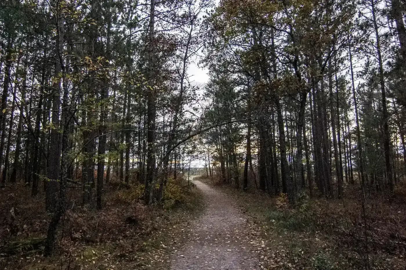 Forest overlook with rolling hills and tree canopy in Huron-Manistee National Forests, Michigan