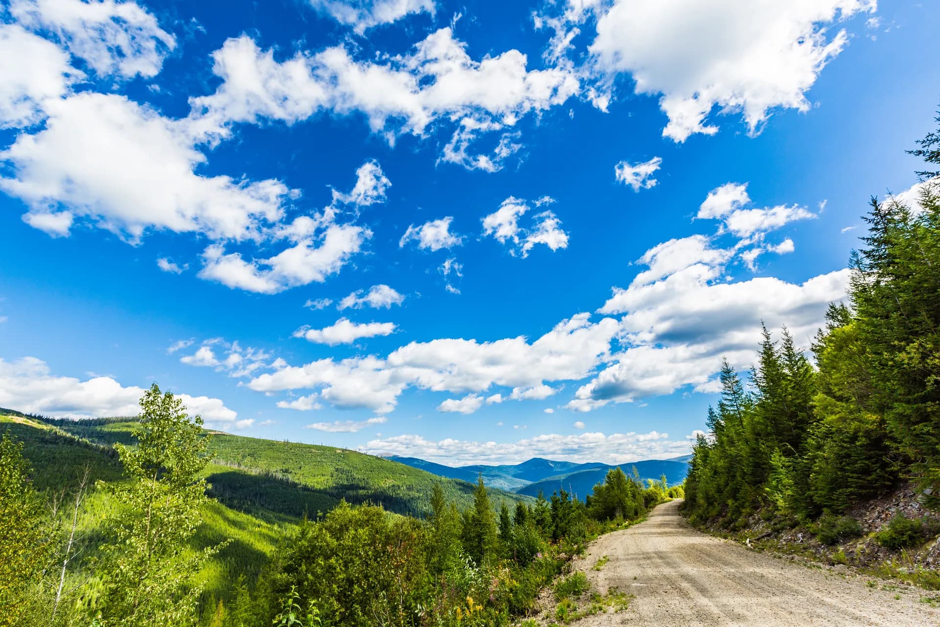 Forest road through mixed conifer landscape in Kootenai National Forest near Sylvanite, Montana