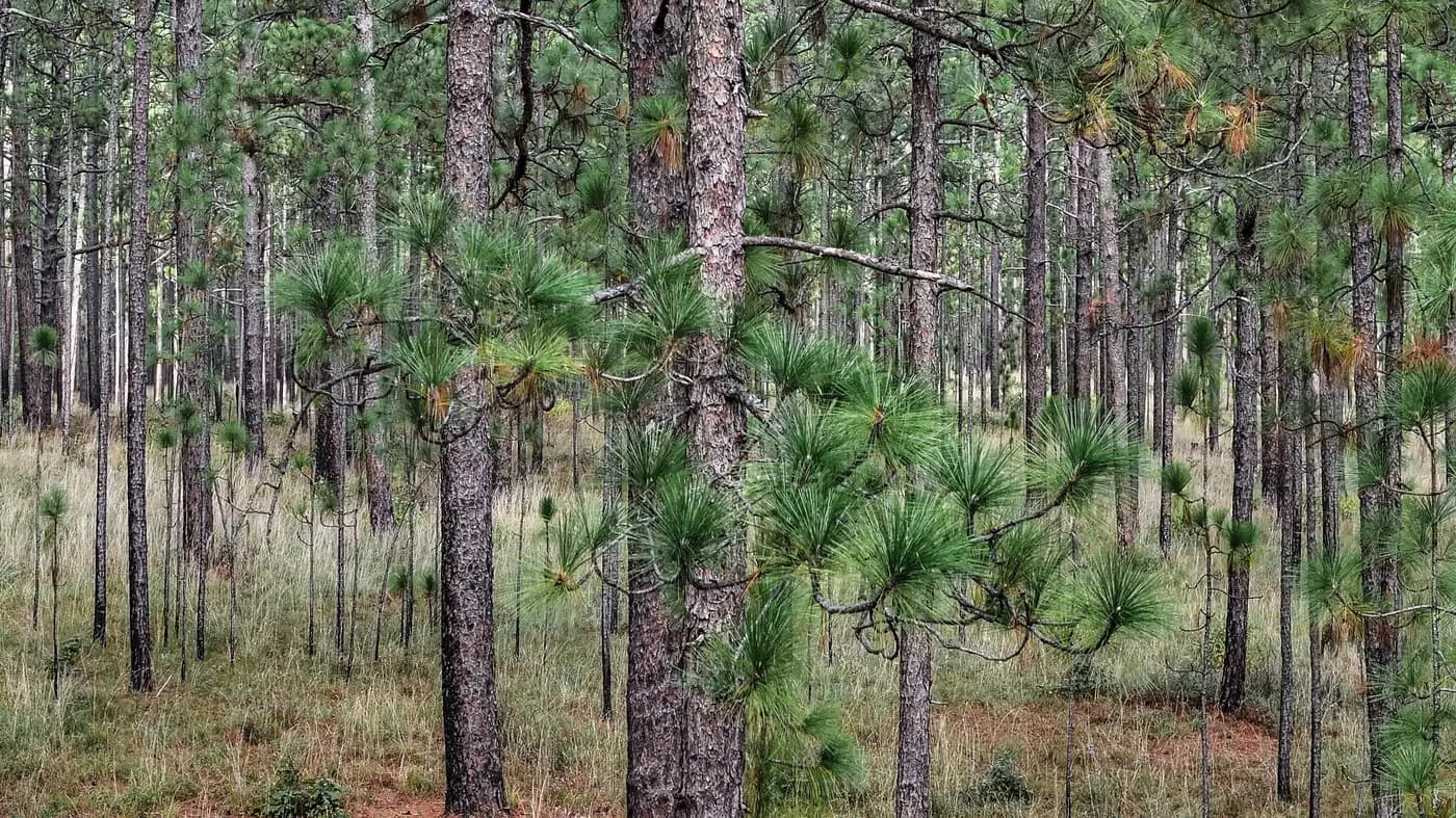Longleaf pine trees with long green needle clusters among mature pines in the East Texas Piney Woods of Sabine National Forest, Texas
