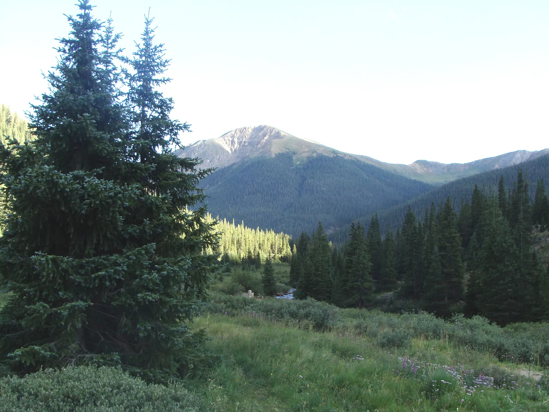Mountain meadow and conifer forest in San Isabel National Forest, Colorado