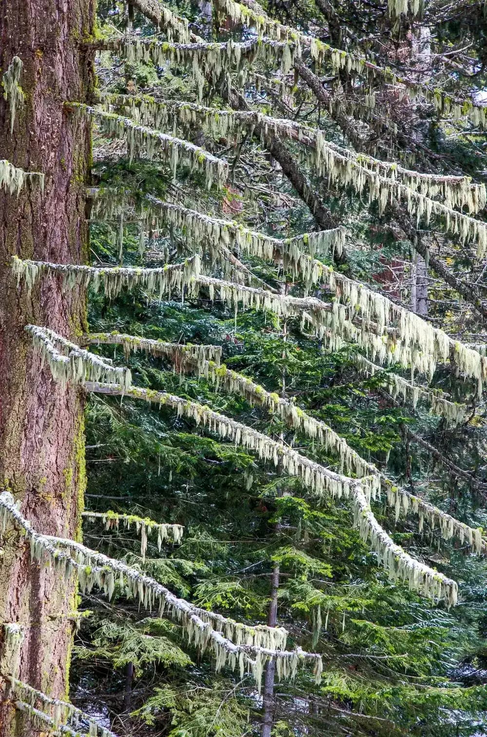 Winter landscape in Soda Mountain Wilderness, Siskiyou National Forest, southern Oregon