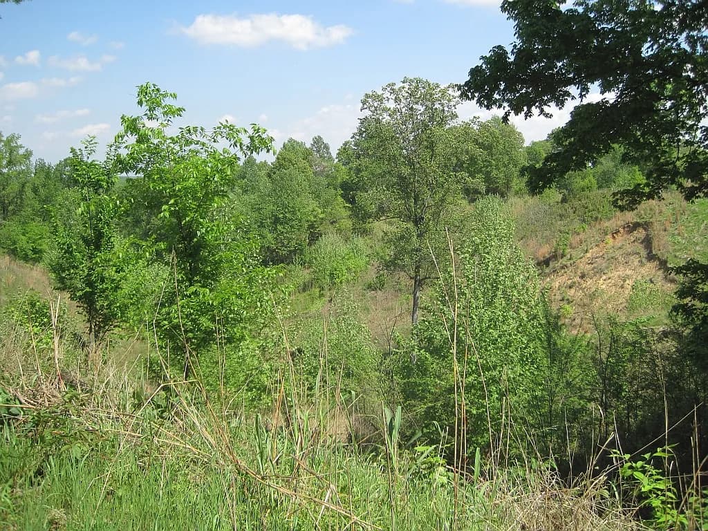 Forest landscape in St. Francis National Forest, Phillips County, Arkansas