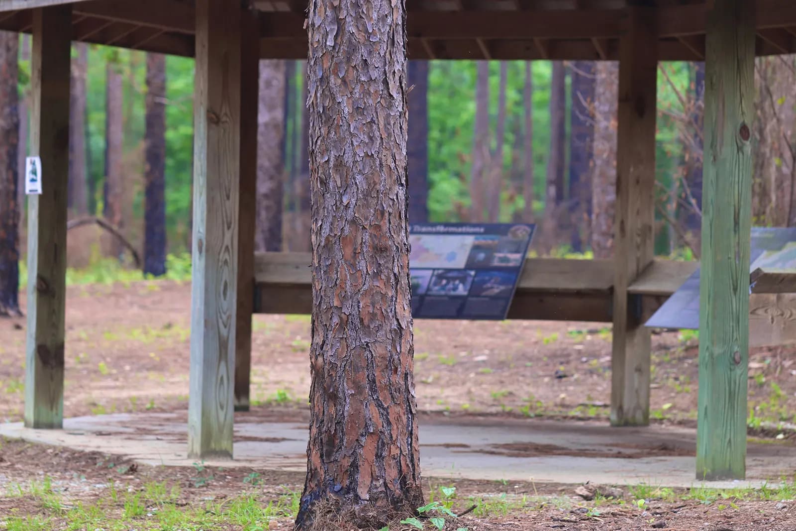 Shortleaf pine and hardwood forest trail in Tuskegee National Forest, Alabama