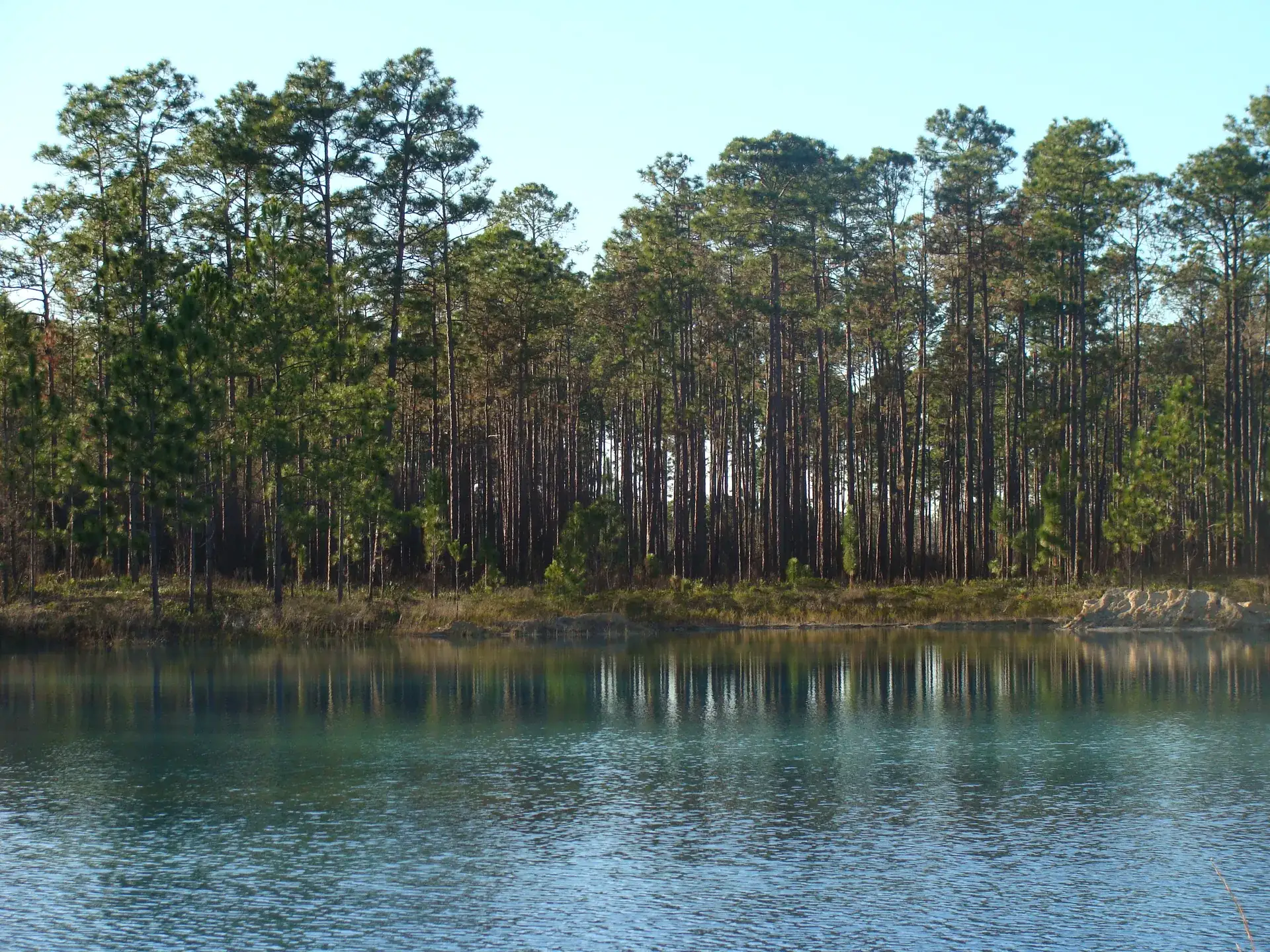 Pond surrounded by longleaf pine and wiregrass in Apalachicola National Forest, Florida