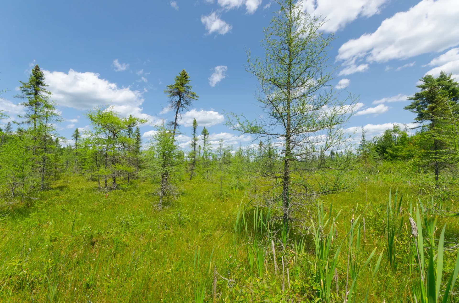 Black Creek Bog boreal landscape with conifer trees in Ashland County, Chequamegon-Nicolet National Forest, Wisconsin