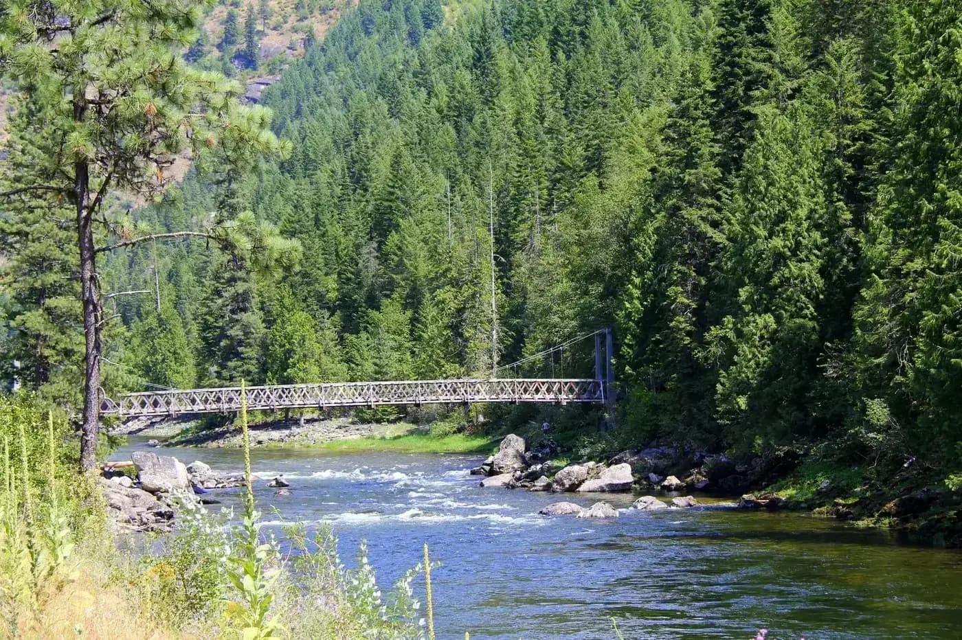Lochsa River cutting through a forested canyon in Clearwater National Forest, Idaho
