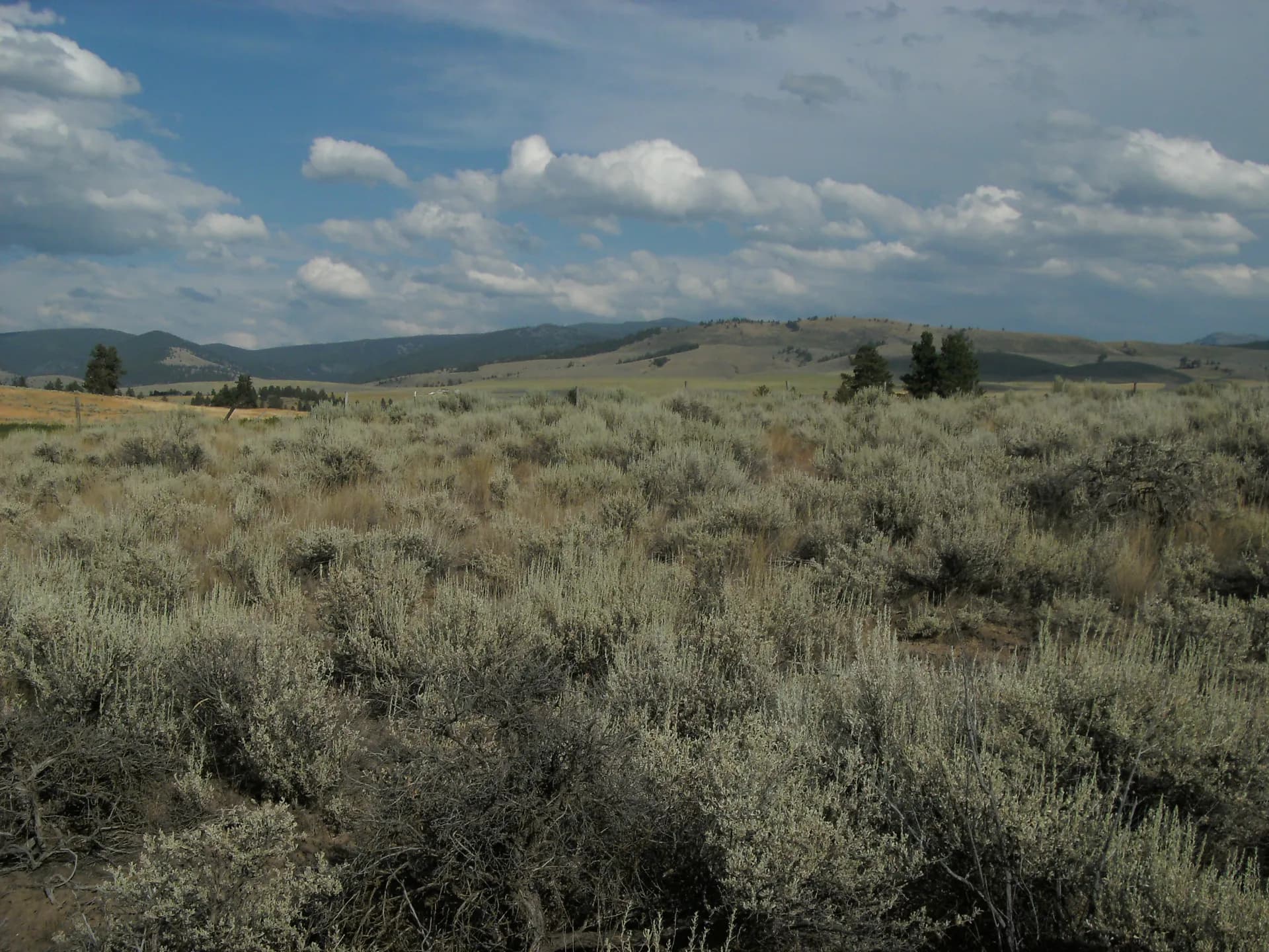 Sapphire Mountains foothills rising above Bitterroot Valley in Beaverhead-Deerlodge National Forest, western Montana