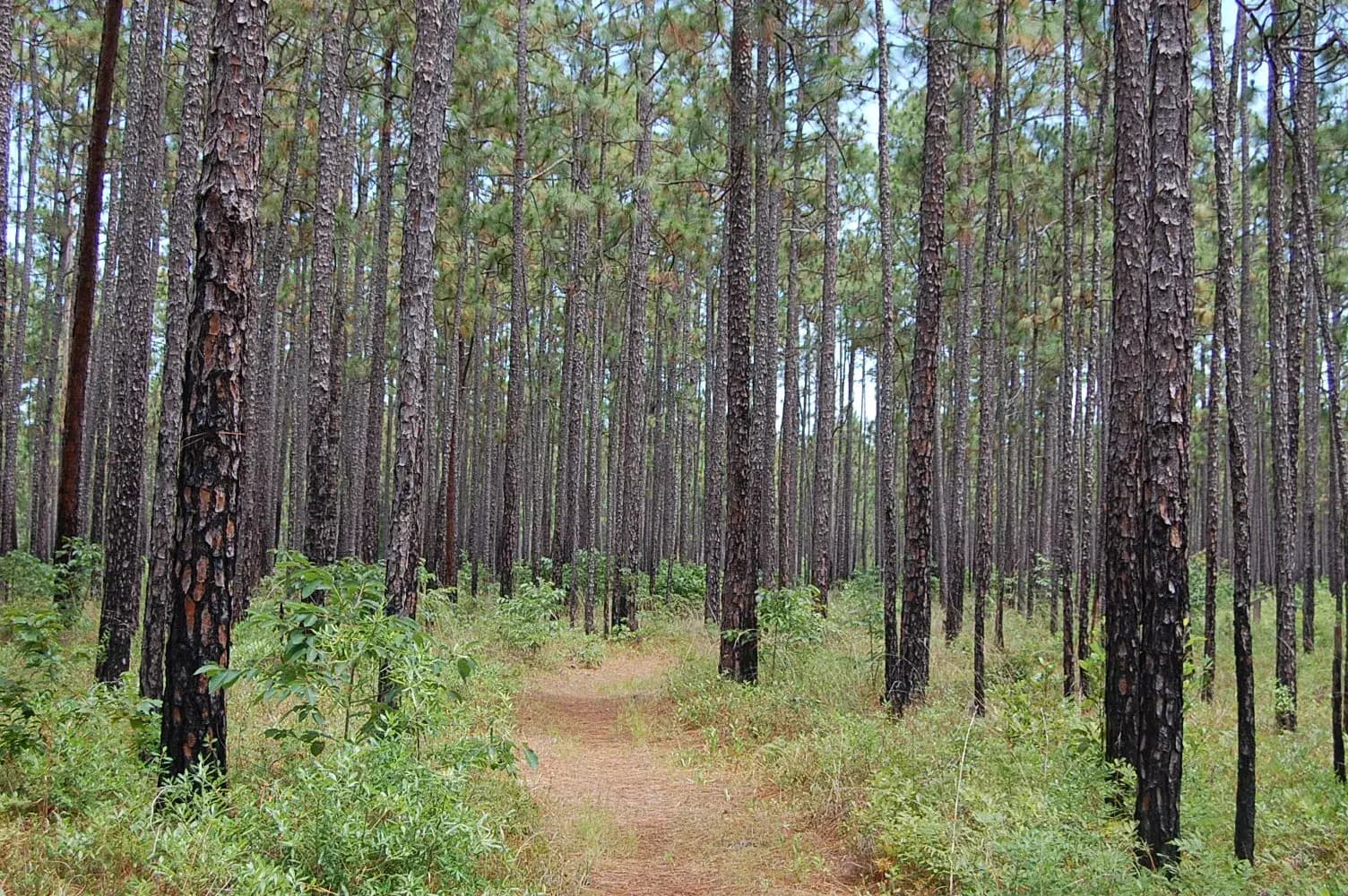 Hiking trail through pine forest in Francis Marion National Forest, South Carolina