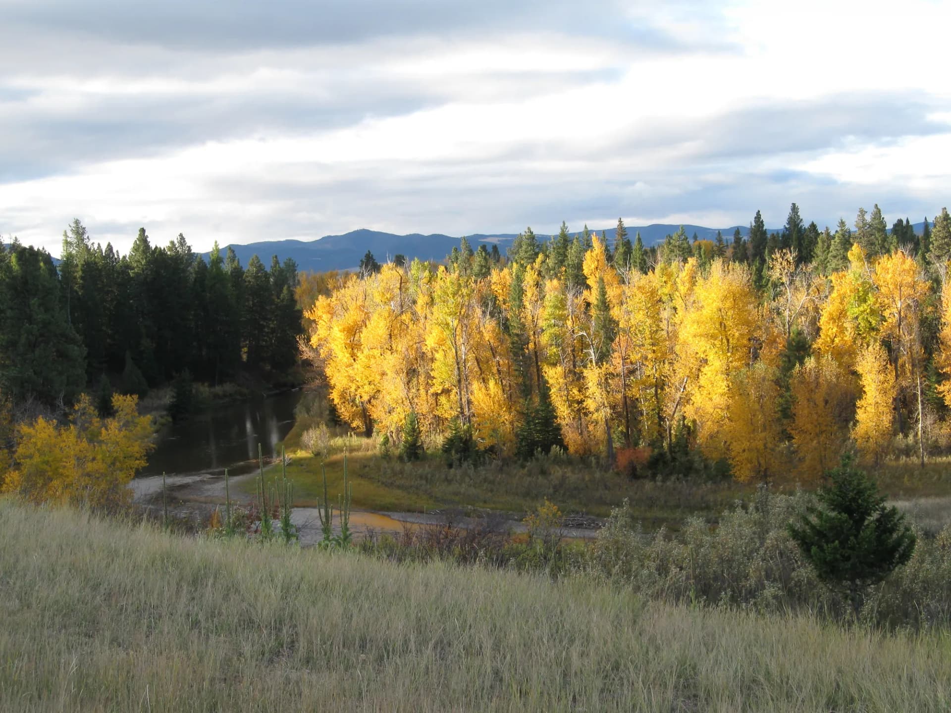 Fall foliage coloring a forested hillside in Helena National Forest, Montana