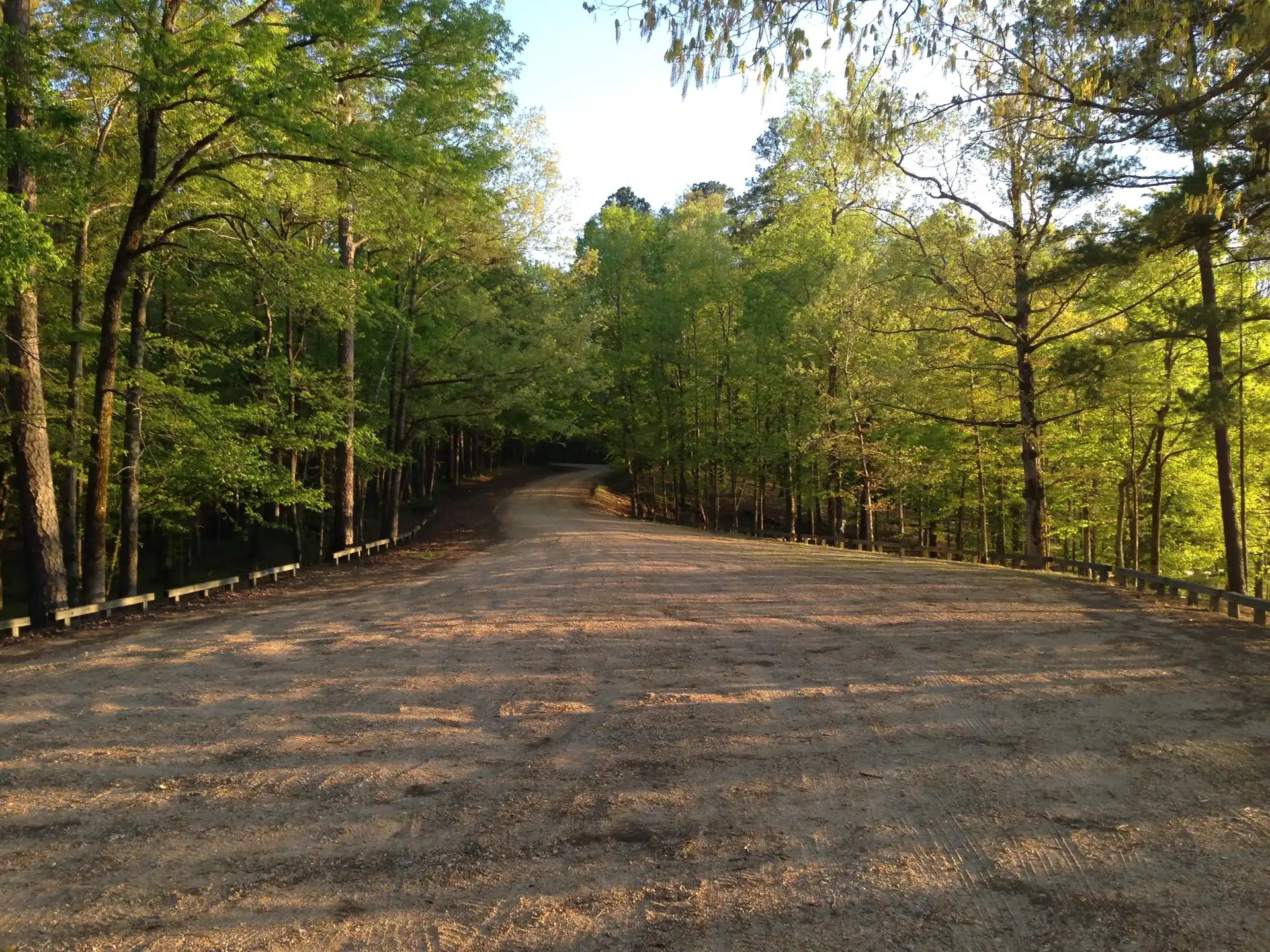 Pine forest road in Holly Springs National Forest, Mississippi