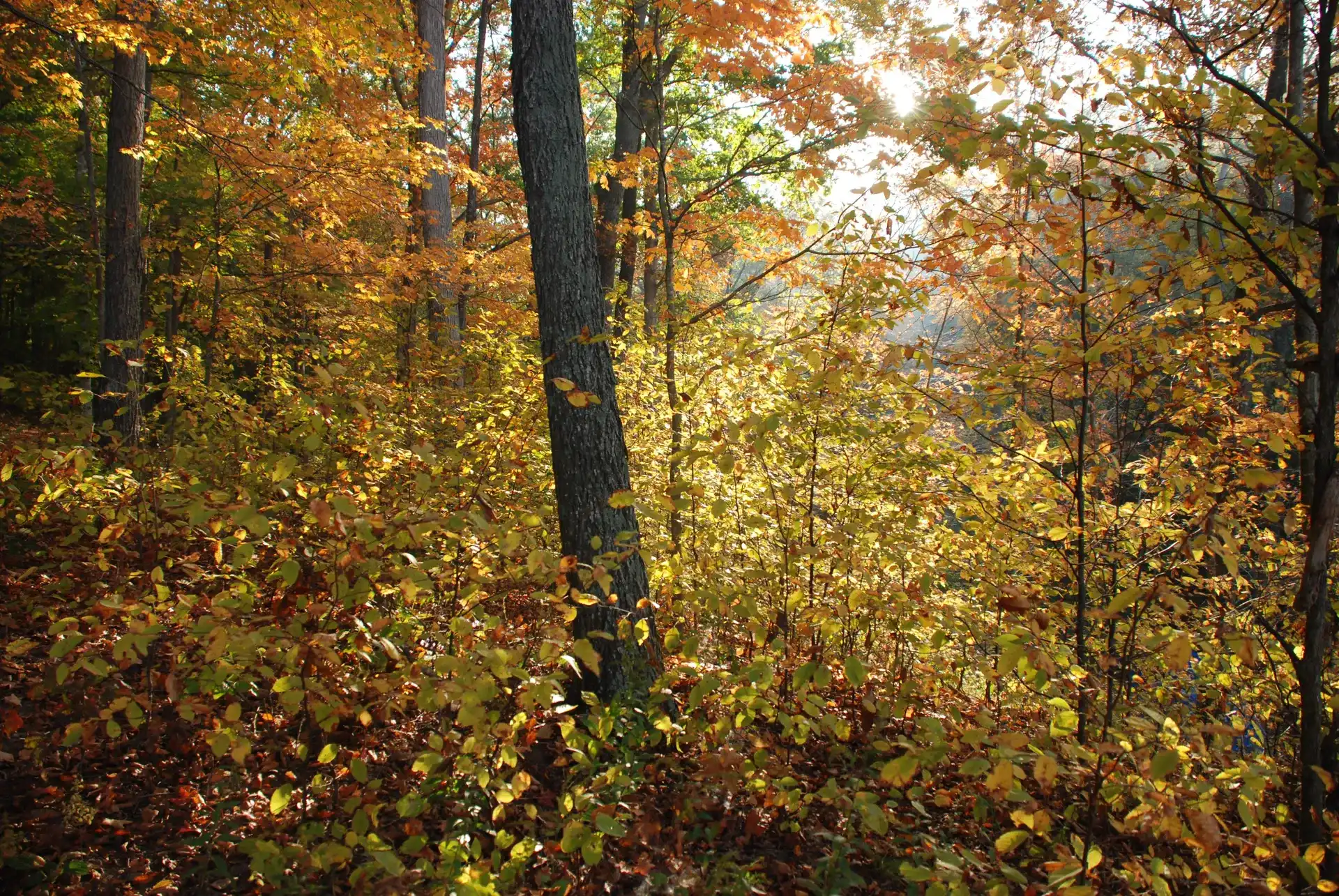 Oak woodland understory in Hoosier National Forest, Indiana