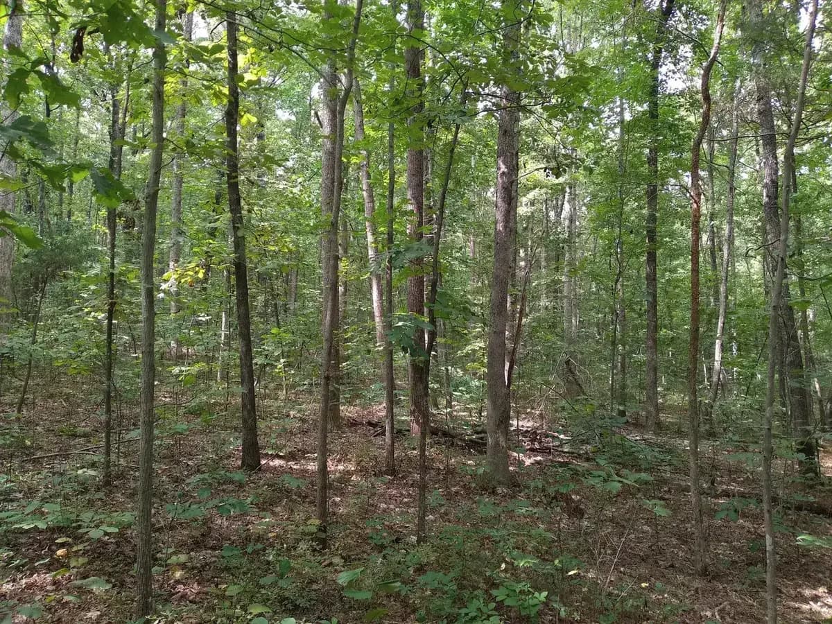 Blue Ridge mountain ridgeline in George Washington and Jefferson National Forests, Virginia