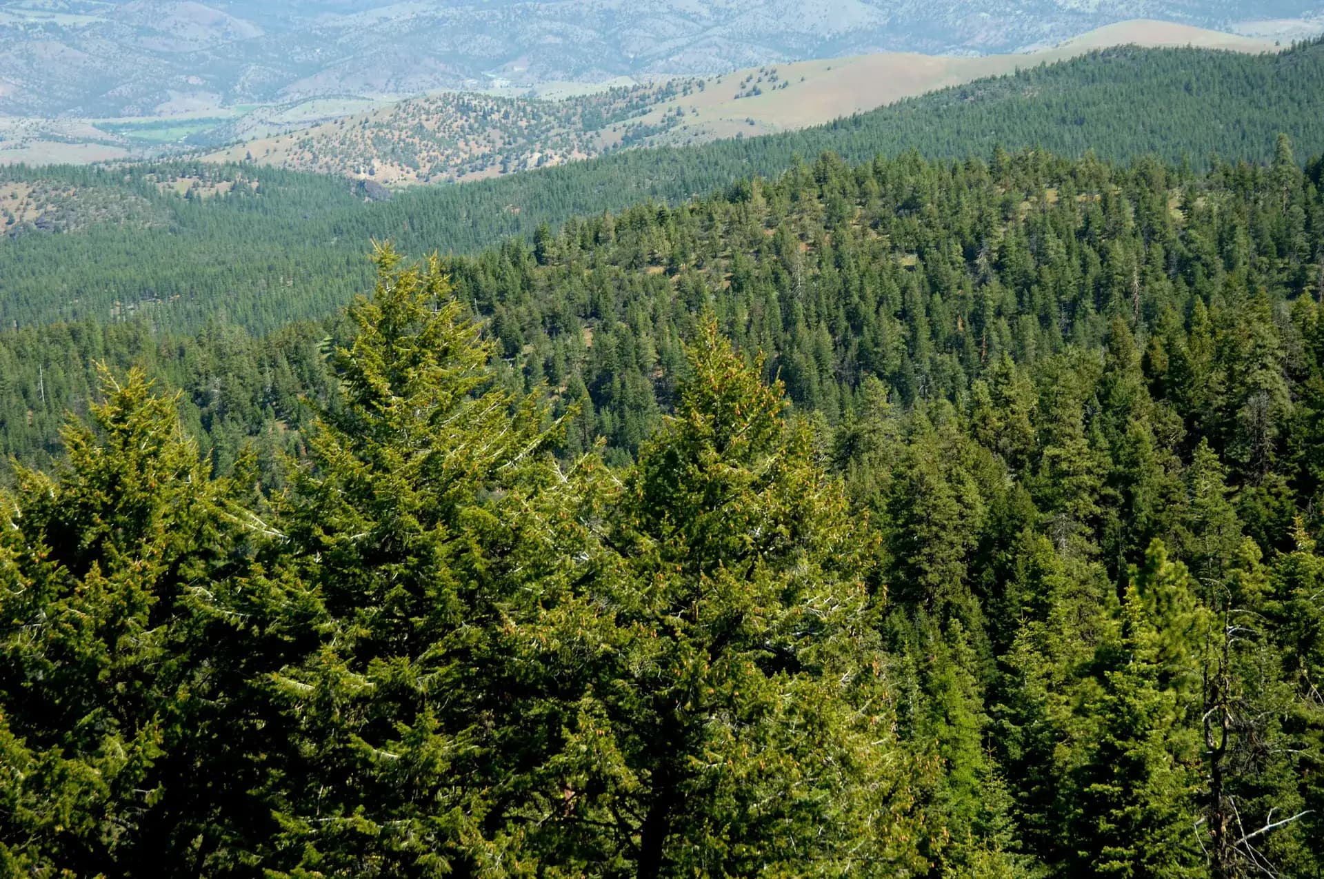 Monument Rock Wilderness granite formations in Malheur National Forest, Oregon