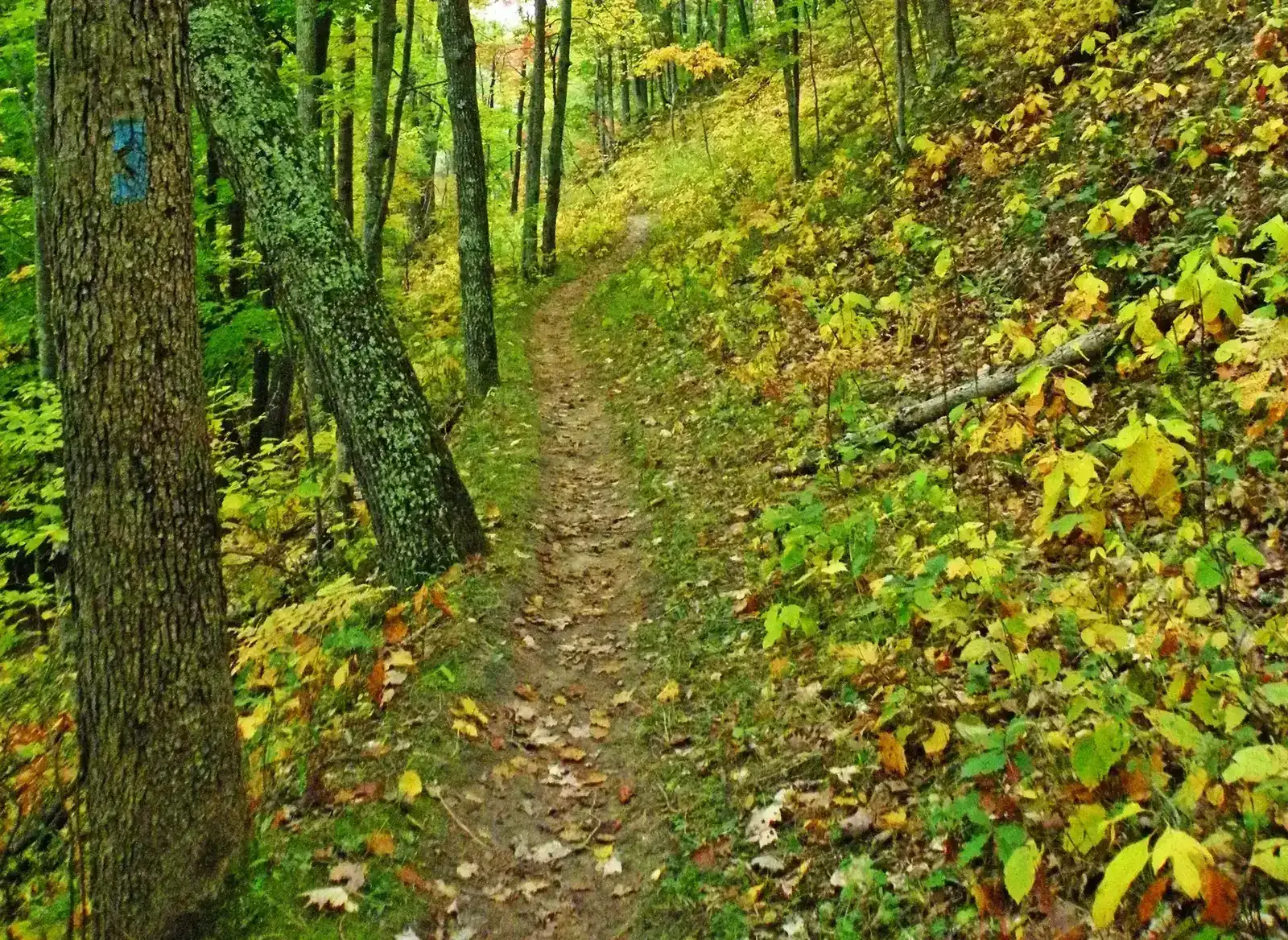 North Country Trail winding through hardwood forest in Manistee National Forest, Michigan