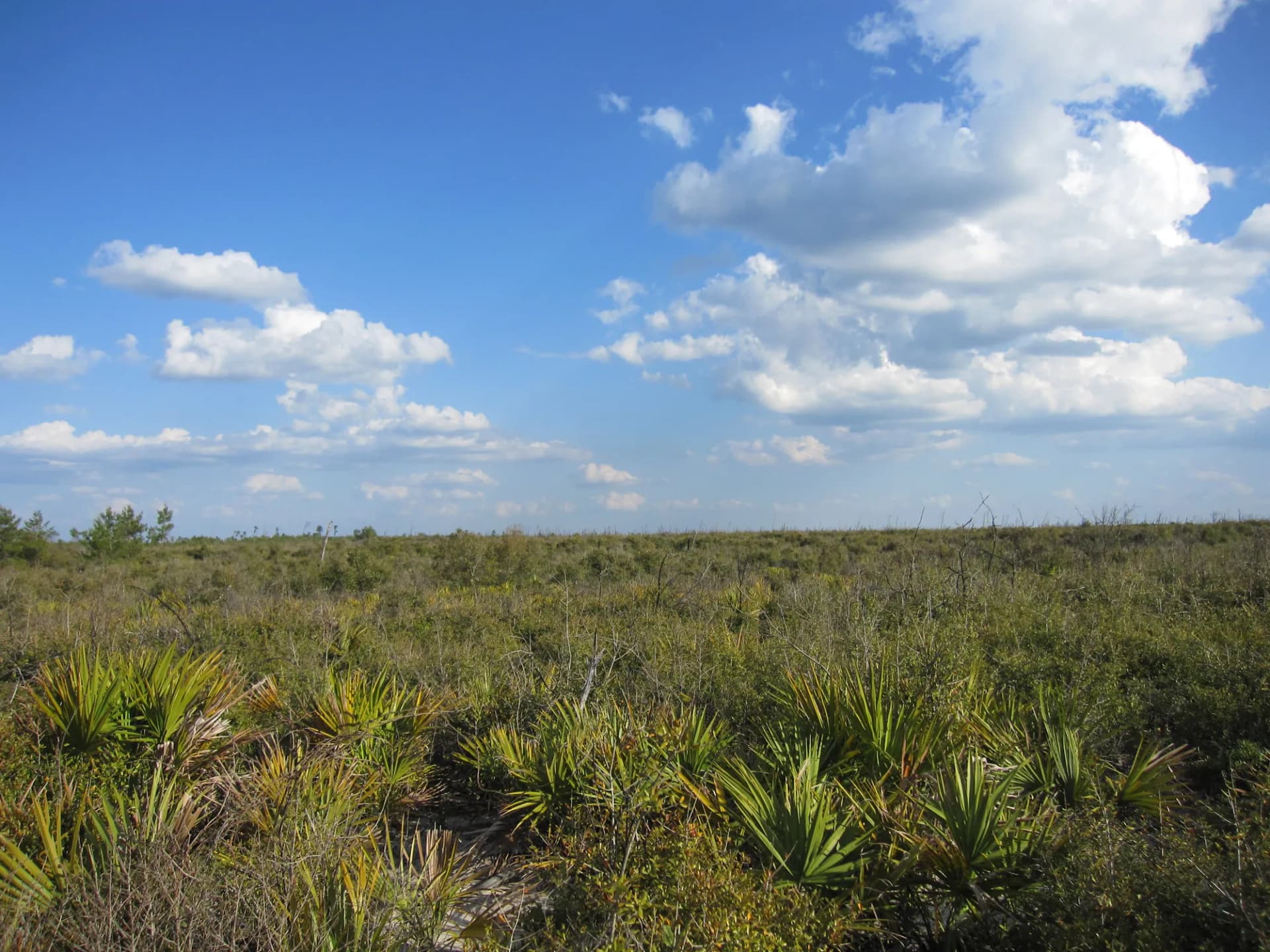 Sand pine scrub landscape at Juniper Prairie Wilderness, Ocala National Forest, Florida