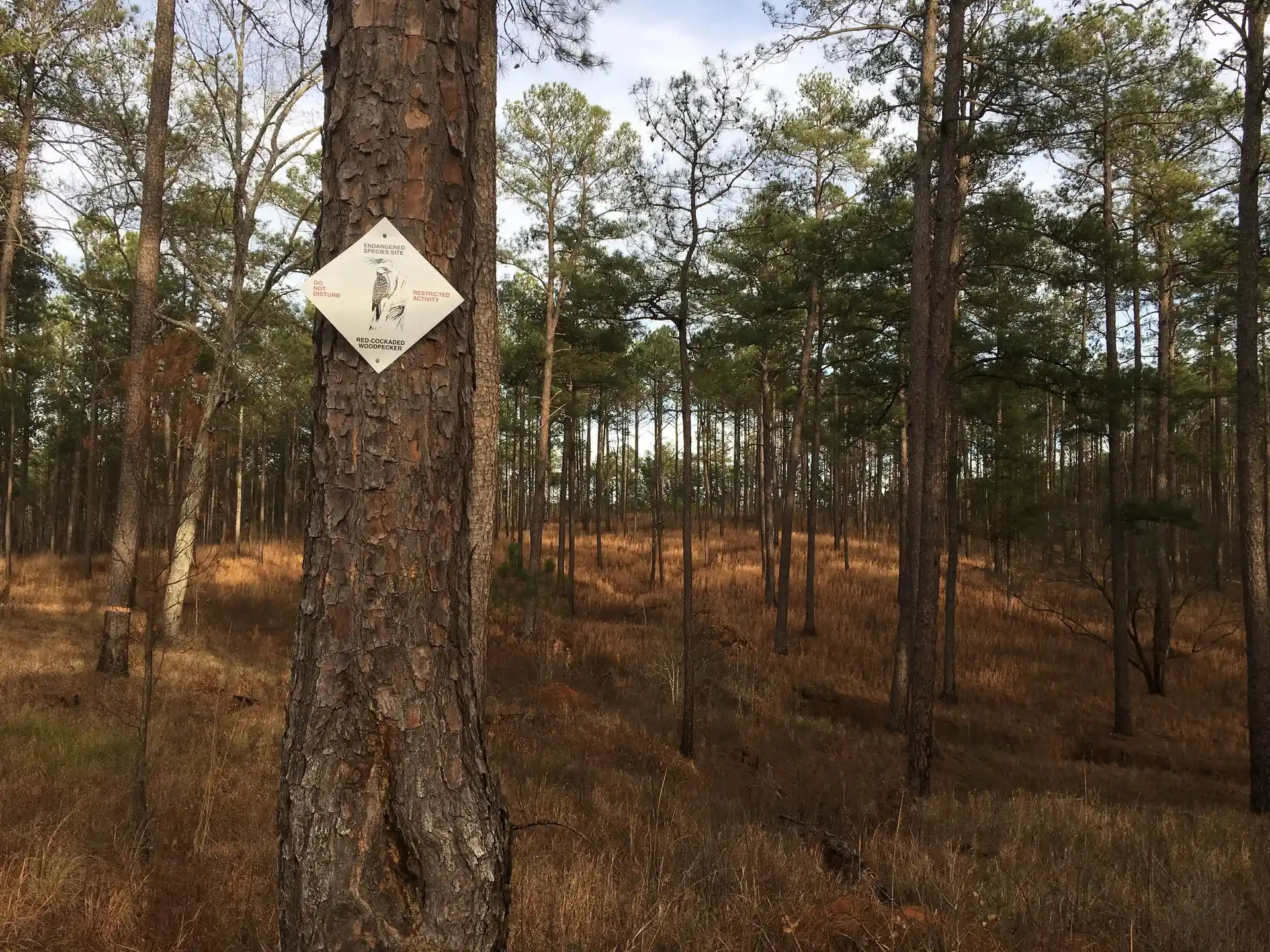 Red-cockaded woodpecker habitat in longleaf pine forest in Oconee National Forest, Georgia