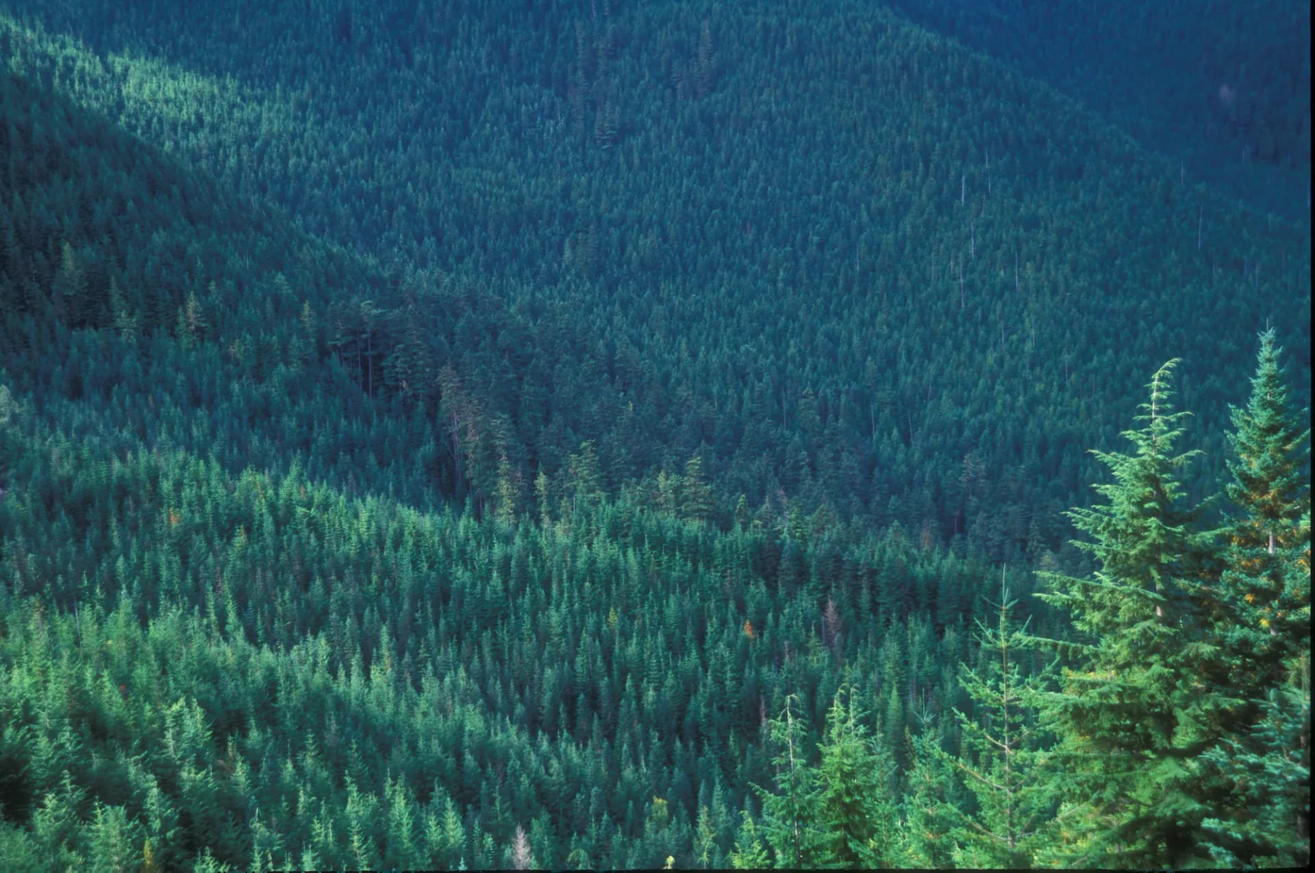 Alpine forest along the Dungeness River with towering conifers, Olympic National Forest, Washington