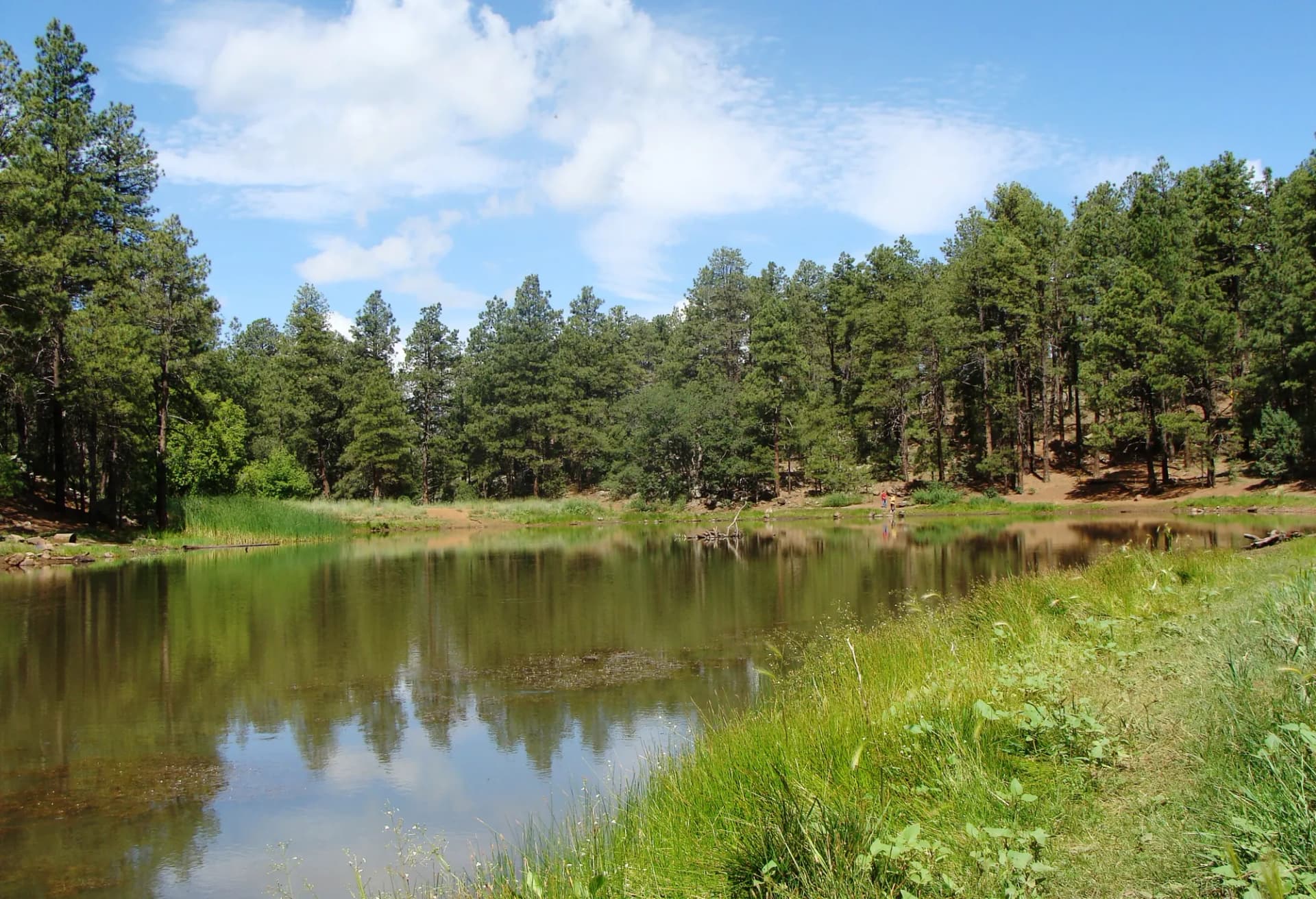 Summit area at Mingus Mountain with ponderosa pines and mountain views, Prescott National Forest, Arizona