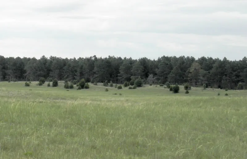 Ponderosa pine forest in the Nebraska Sandhills at Samuel R. McKelvie National Forest