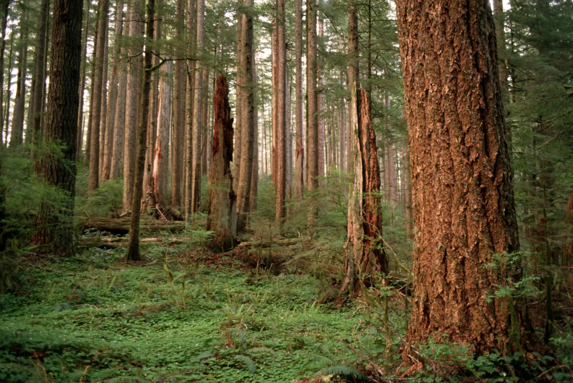 Old-growth Douglas fir forest with massive ancient conifers rising above a lush green forest floor, Siuslaw National Forest, Oregon