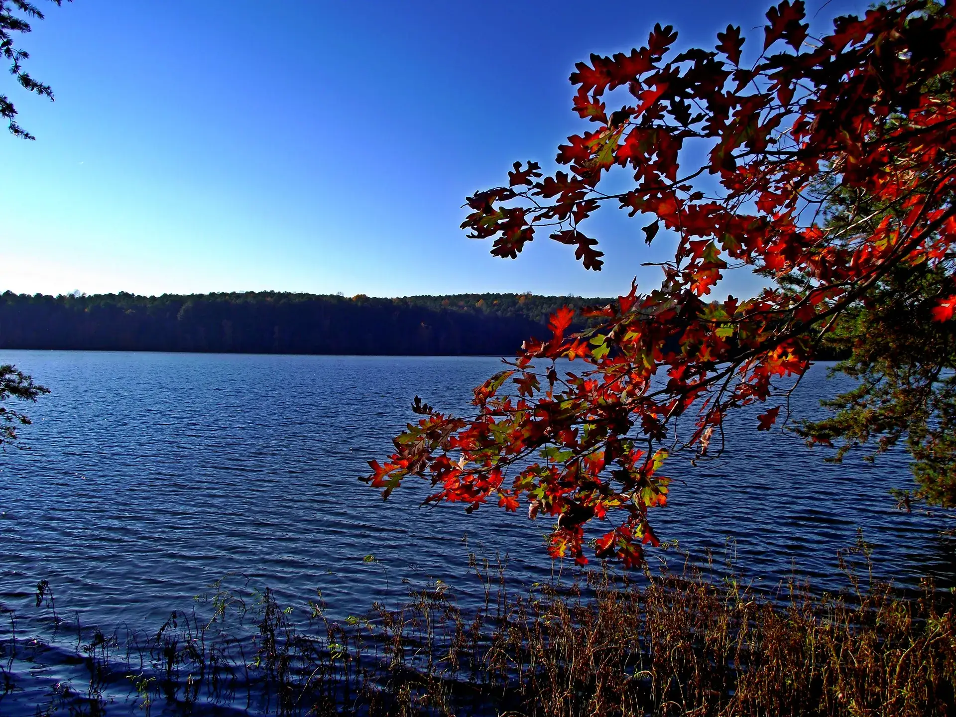 Badin Lake viewed from forested hillside in Uwharrie National Forest, North Carolina